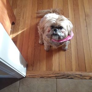 Meet your Posher, Peggy